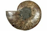 Cut & Polished Ammonite Fossil (Half) - Madagascar #308619-1